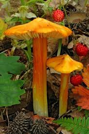 Attēlu rezultāti vaicājumam “Hygrocybe acutoconica”
