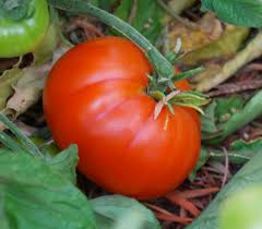 Afbeeldingsresultaat voor bloody butcher tomato