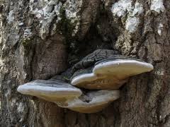 Attēlu rezultāti vaicājumam “Phellinus populicola”