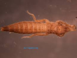 Attēlu rezultāti vaicājumam “Gomphidae”