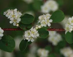 Attēlu rezultāti vaicājumam “Cotoneaster multiflorus leaf”