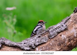 Attēlu rezultāti vaicājumam “Dendrocopos major male”