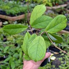 Attēlu rezultāti vaicājumam “Viola collina leaf”