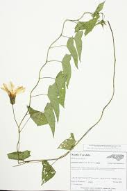 Attēlu rezultāti vaicājumam “Cribraria violacea stalked”