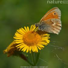 Attēlu rezultāti vaicājumam “Coenonympha pamphilus”