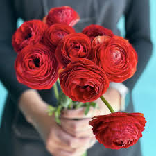 Attēlu rezultāti vaicājumam “Ranunculus elatior flower”