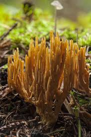 Attēlu rezultāti vaicājumam “Ramaria stricta”