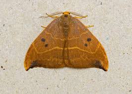 Attēlu rezultāti vaicājumam “Watsonalla binaria”