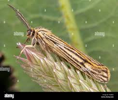 Attēlu rezultāti vaicājumam “Spiris striata”