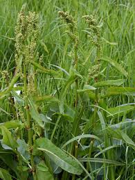 Attēlu rezultāti vaicājumam “Rumex aquaticus”