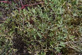 Attēlu rezultāti vaicājumam “Peucedanum oreoselinum”