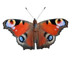 Attēlu rezultāti vaicājumam “Inachis io upperside”