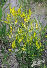 Attēlu rezultāti vaicājumam “Melilotus”