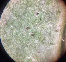 Attēlu rezultāti vaicājumam “Sawadaea tulasnei”