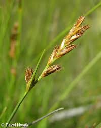Attēlu rezultāti vaicājumam “Blysmus compressus fruit”