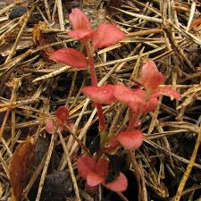 Attēlu rezultāti vaicājumam “Exobasidium splendidum”