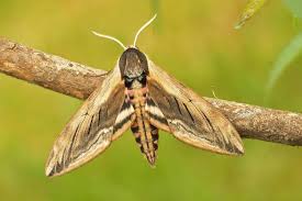 Attēlu rezultāti vaicājumam “Sphinx ligustri”