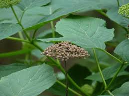Attēlu rezultāti vaicājumam “Hydrangea arborescens subsp. discolor flower”