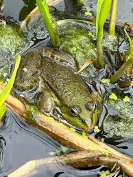 Attēlu rezultāti vaicājumam “Ranidae”