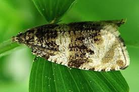 Attēlu rezultāti vaicājumam “Orthotaenia undulana”