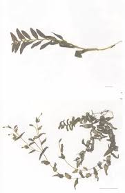 Attēlu rezultāti vaicājumam “Potamogeton perfoliatus”