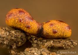 Attēlu rezultāti vaicājumam “Willkommlangea reticulata plasmodium”