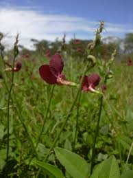 Attēlu rezultāti vaicājumam “Enteridium liceoides”