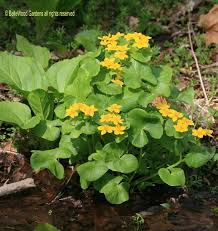 Image result for Leaves Green Bowmen