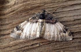 Attēlu rezultāti vaicājumam “Catarhoe cuculata”