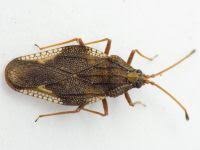 Attēlu rezultāti vaicājumam “Physatocheila smreczynskii”