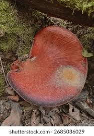 Attēlu rezultāti vaicājumam “Fistulina hepatica”