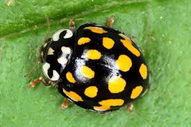 Attēlu rezultāti vaicājumam “Sospita vigintiguttata”