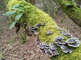 Attēlu rezultāti vaicājumam “Trichia varia young”