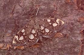 Attēlu rezultāti vaicājumam “Anania coronata”