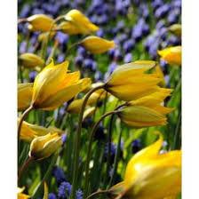 Attēlu rezultāti vaicājumam “Tulipa sylvestris fruit”