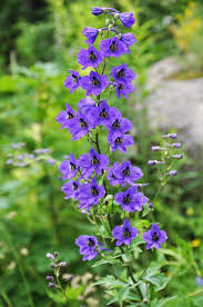 Image result for Rittersporn