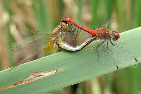 Attēlu rezultāti vaicājumam “Sympetrum flaveolum”
