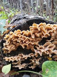 Attēlu rezultāti vaicājumam “Phlebia tremellosa”