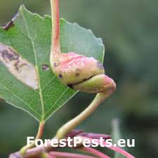 Attēlu rezultāti vaicājumam “Contarinia petioli”