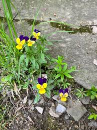 Attēlu rezultāti vaicājumam “Viola tricolor leaf”