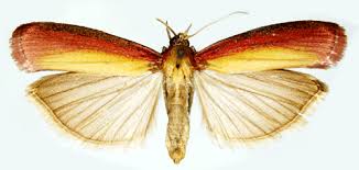 Attēlu rezultāti vaicājumam “Oncocera semirubella”