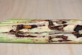 Attēlu rezultāti vaicājumam “Scardia boletella pupa”