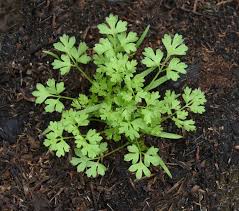 Image result for Anthriscus cerefolium