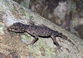 Attēlu rezultāti vaicājumam “Lycogala confusum young”