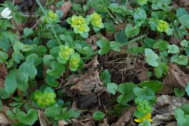 Attēlu rezultāti vaicājumam “Chrysosplenium alternifolium flower”