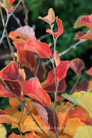 Attēlu rezultāti vaicājumam “Hamamelis vernalis leaf”