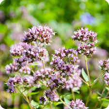 Attēlu rezultāti vaicājumam “Origanum vulgare flower”