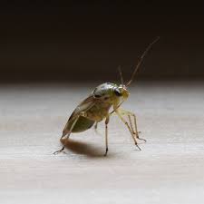 Attēlu rezultāti vaicājumam “Lygus pratensis”