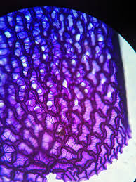 Attēlu rezultāti vaicājumam “Sphagnum austinii”