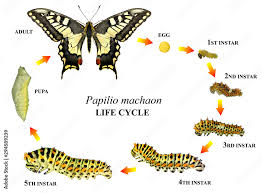 Attēlu rezultāti vaicājumam “Papilio machaon larva”